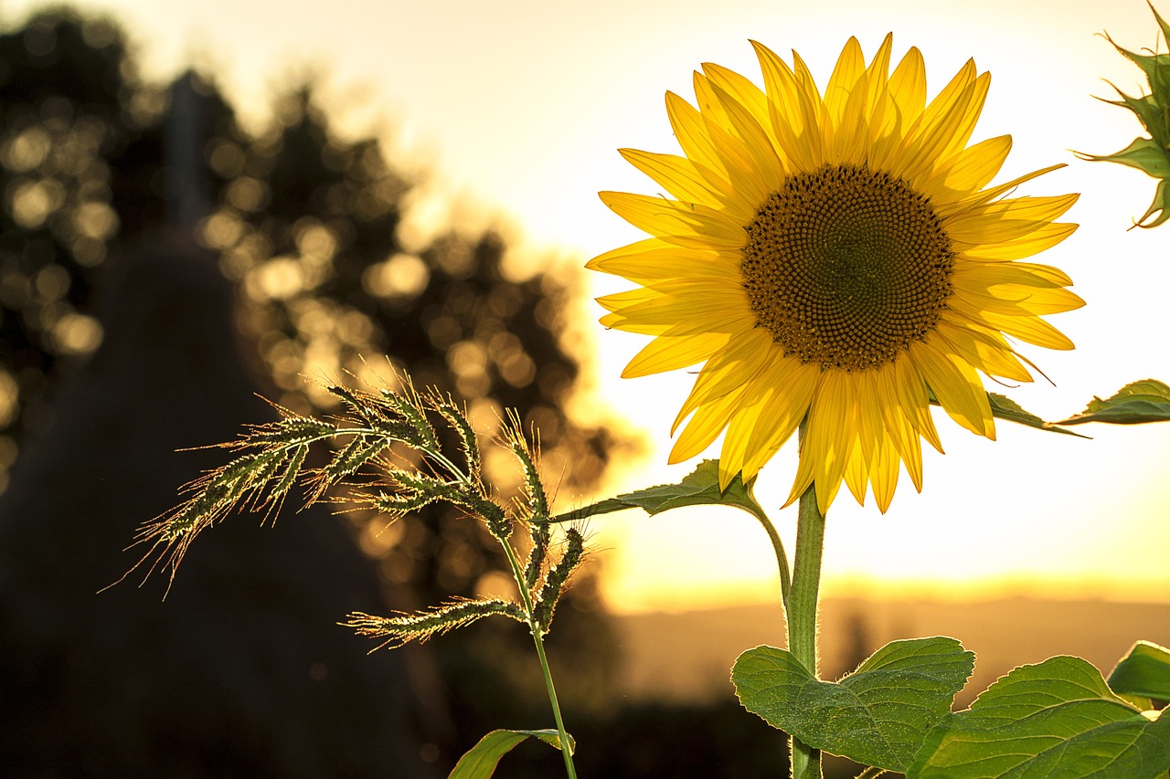 sunflower 1127174 1280
